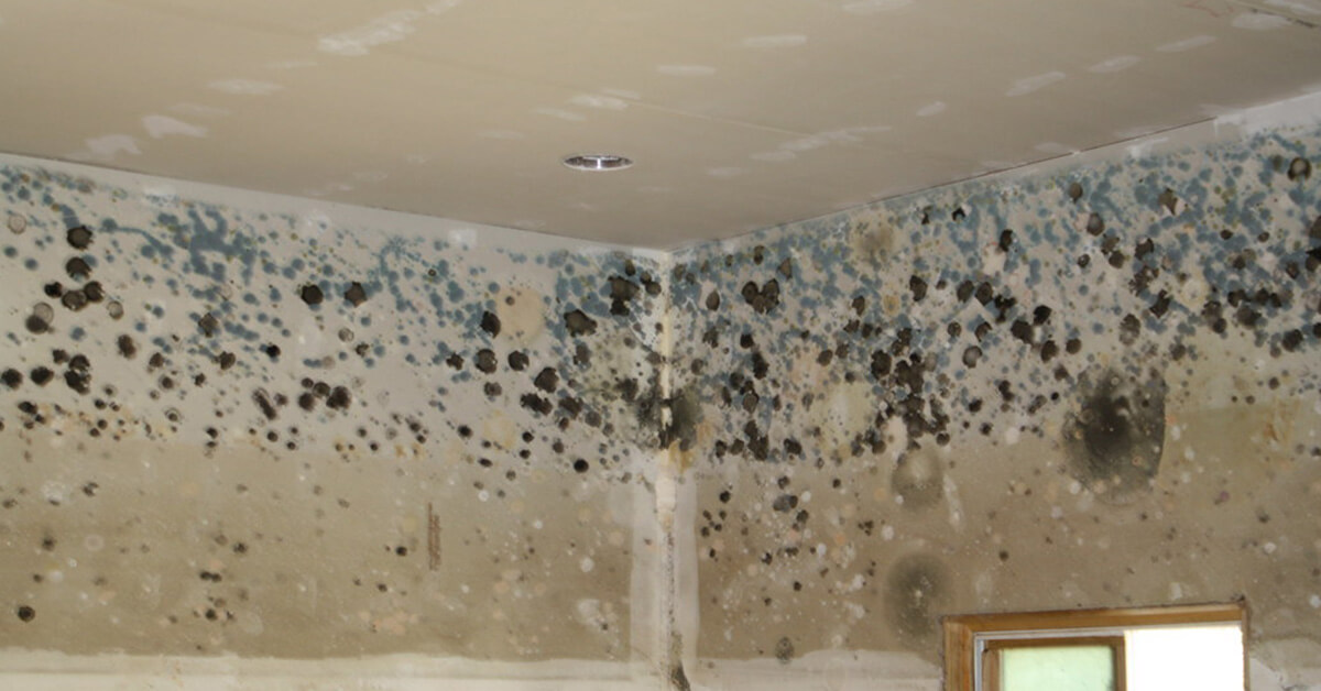 Professional Mold Abatement in Altoona, WI