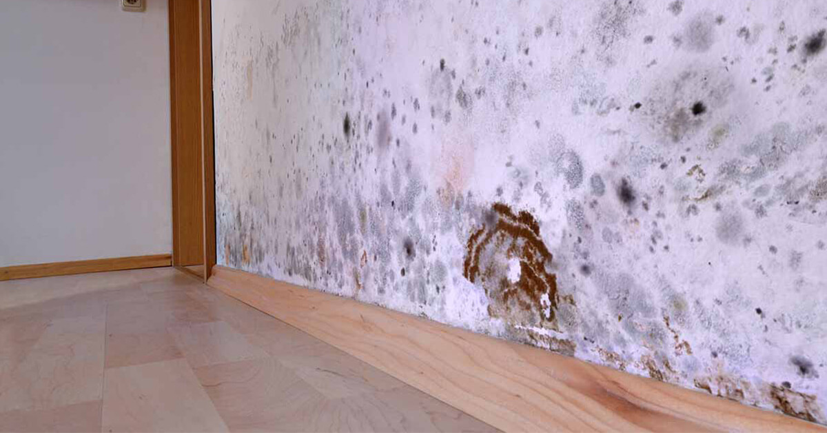  Certified Mold Removal in Stanely, WI