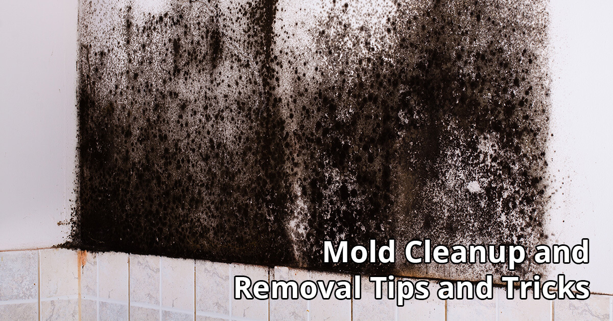   Mold Removal Tips in Bloomer, WI