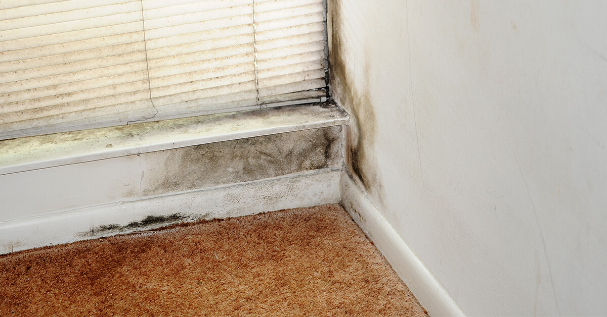  Certified Mold Damage Restoration in Thorp, WI