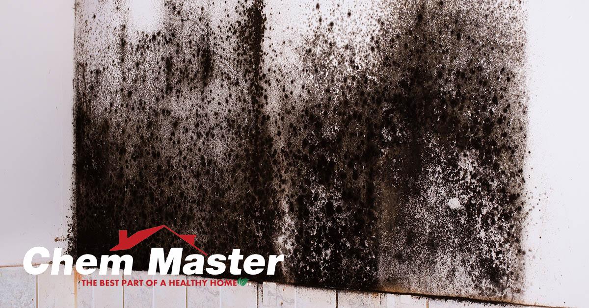  Professional Mold Removal in Chippewa Falls, WI