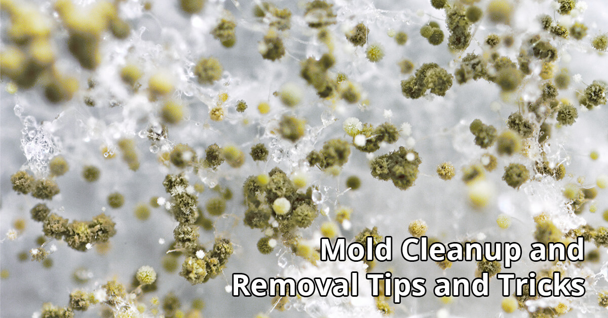   Mold Remediation Tips in Chetek, WI