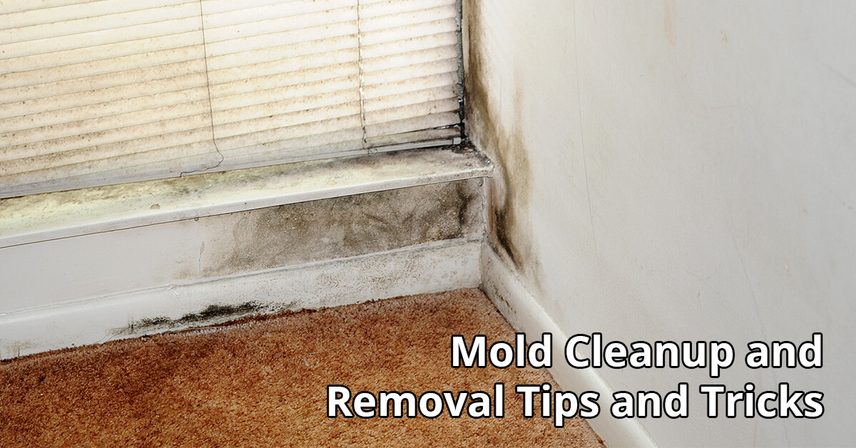  Mold Removal Tips in Bloomer, WI