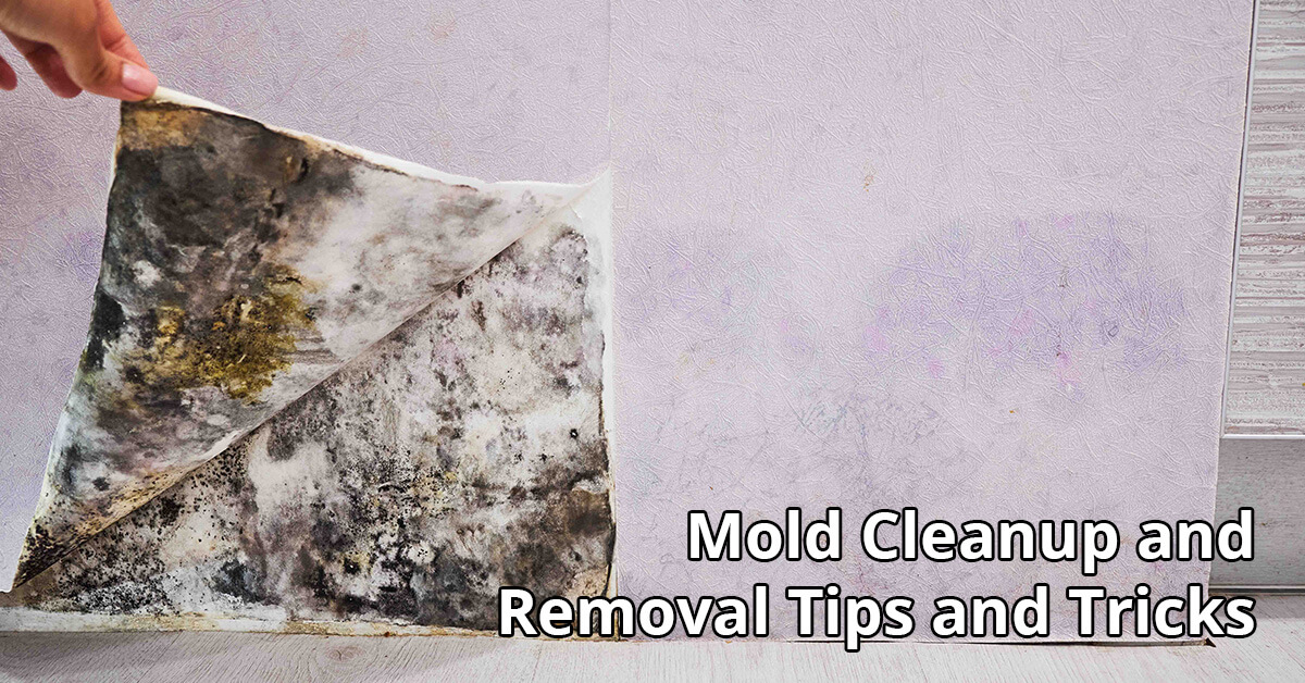   Mold Remediation Tips in Bloomer, WI