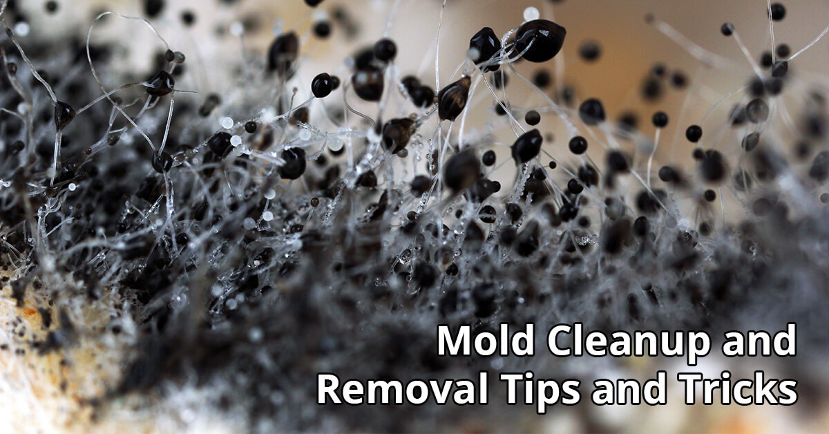   Mold Removal Tips in Durand, WI