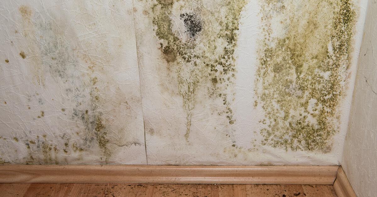  Certified Mold Damage Restoration in Osseo, WI