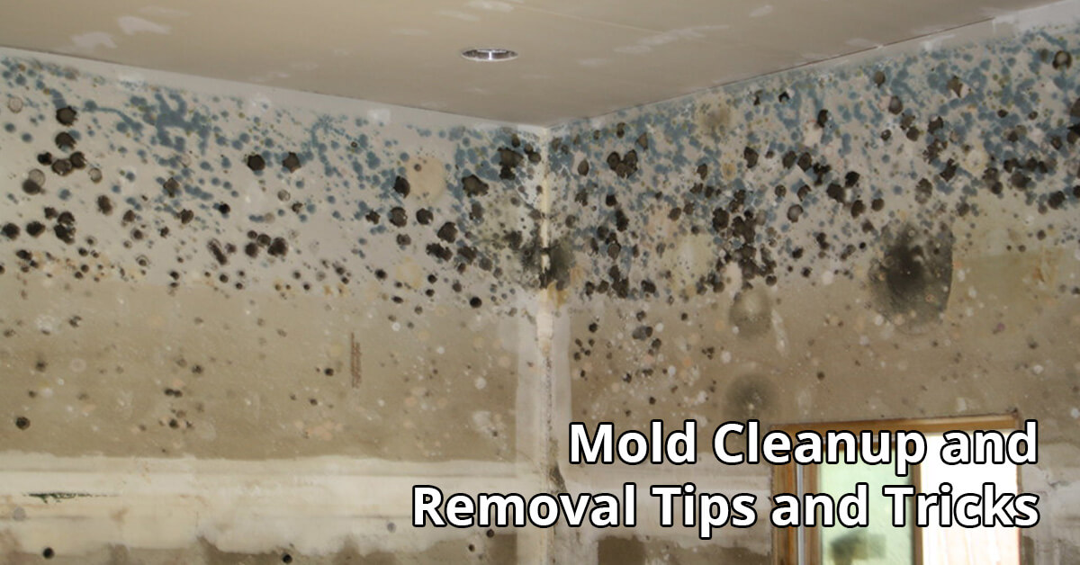   Mold Removal Tips in Eleva, WI